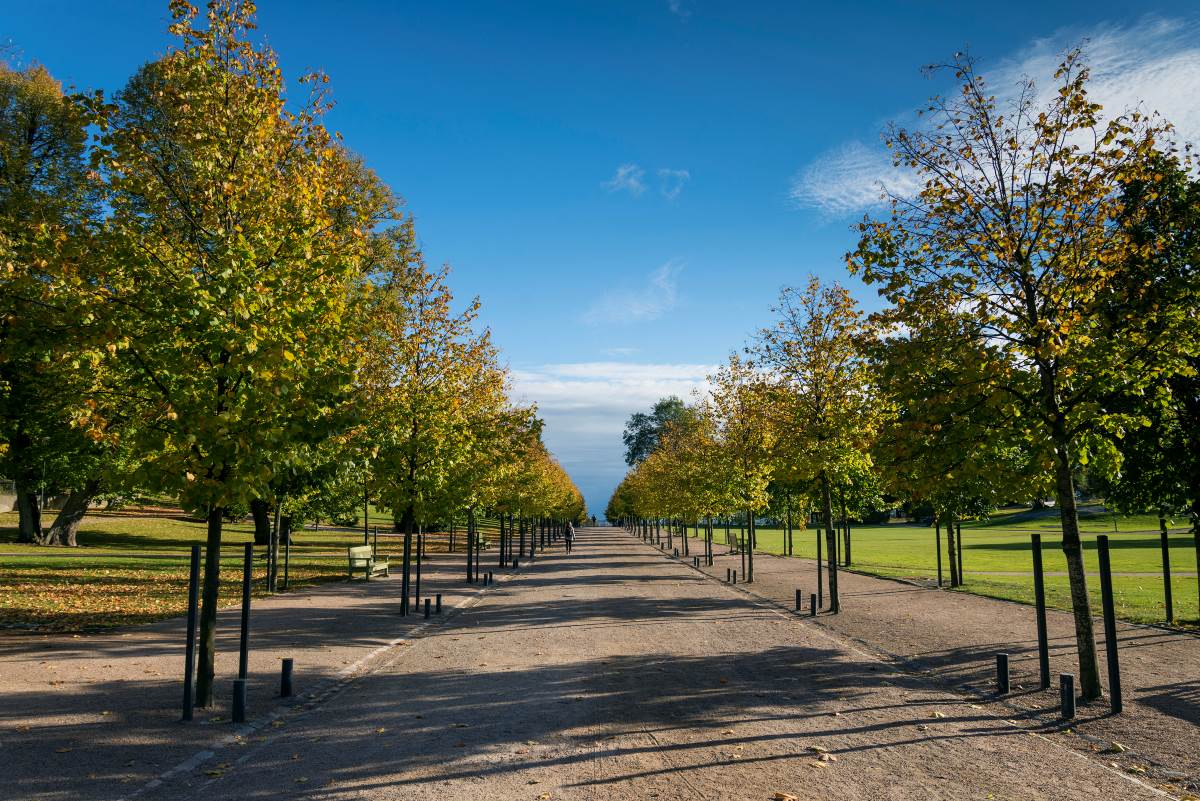Baumbestand und Stadtklima in Oder-Spree: Warum jeder Baum z