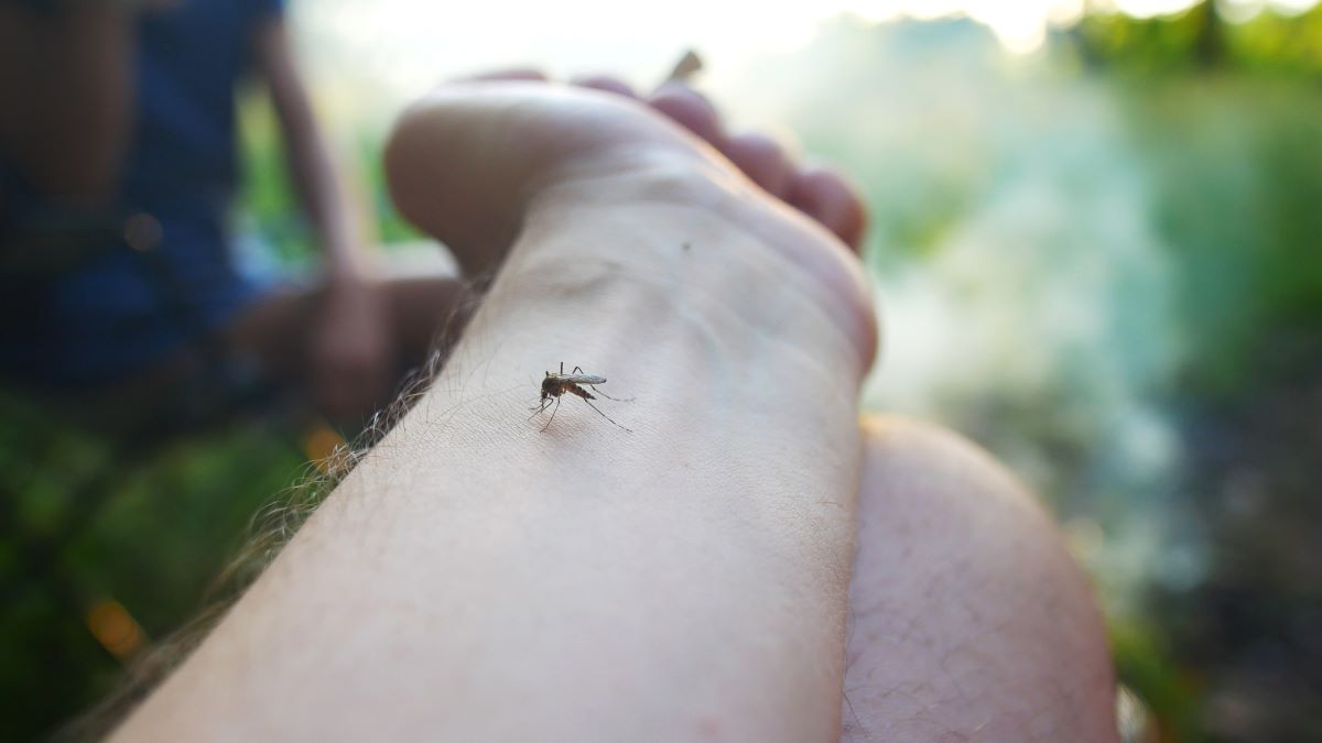 Insektenstiche in Oder-Spree: Erste Hilfe und effektive Vorb