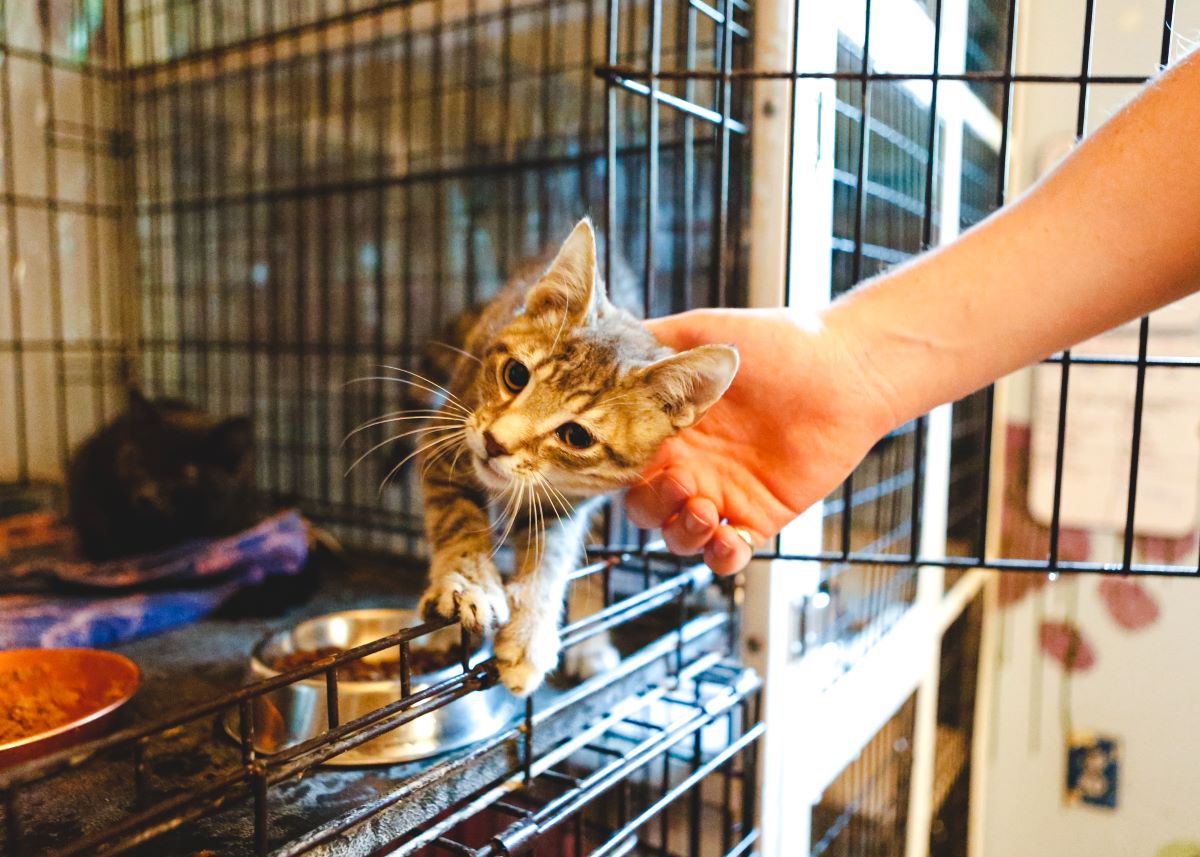 Katze mikrochippen in Oder-Spree — Ratgeber & Tipps