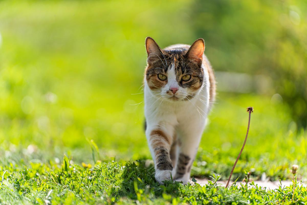 Katze freilaufend in Oder-Spree — Rechte und Pflichten des H