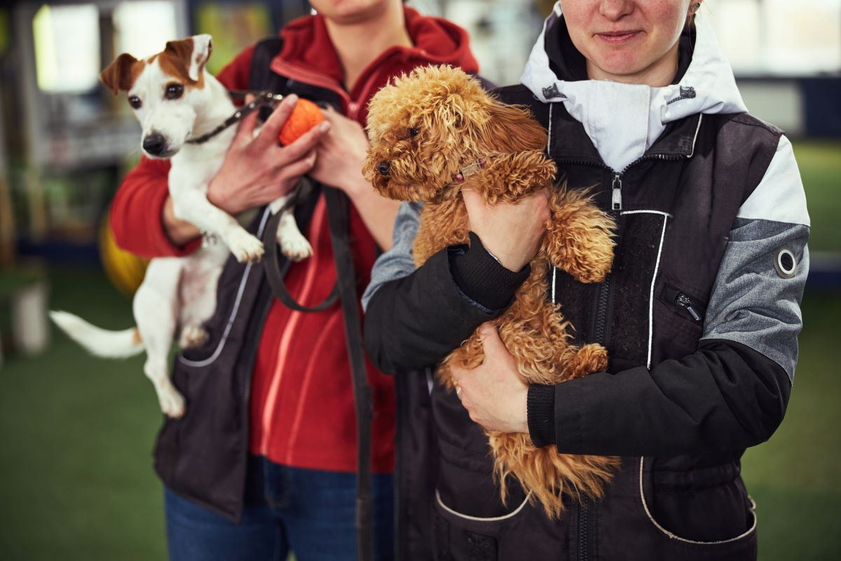 Tier adoptieren statt kaufen in Oder-Spree | Tierheim-Guide